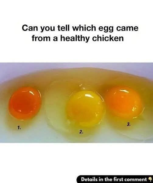 Power Breakfast: Healthy Natural Egg & Vegetable Omelet for Energy-Packed Mornings