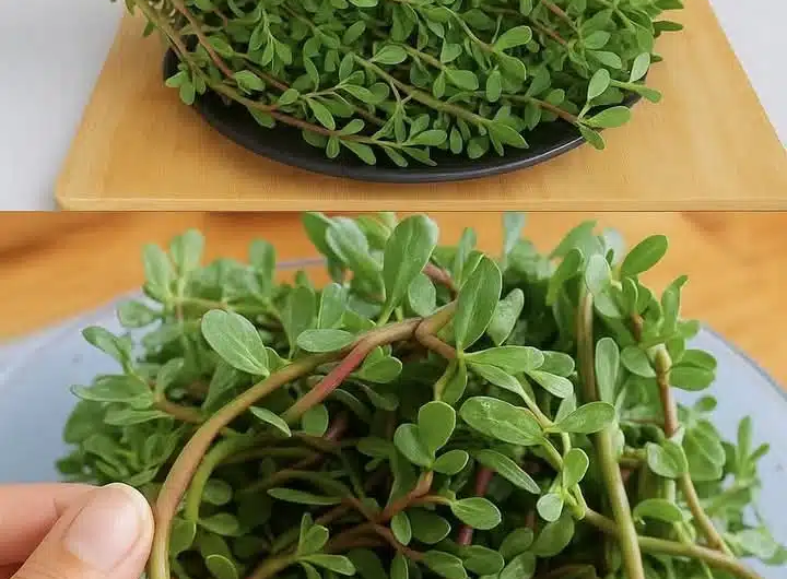 Stop Throwing Away This Green Gem! Discover the Healthiest Recipe with Purslane