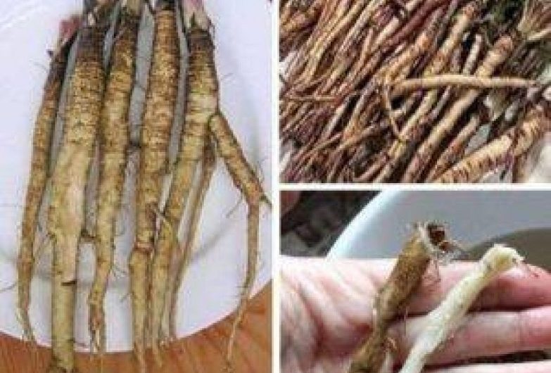 Die geheime Kraft der Klettenwurzel – ein uraltes Heilmittel neu entdeckt
