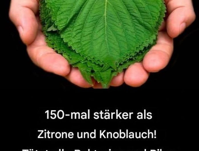 Wenn die Natur uns begleitet – meine Erfahrungen mit einfachen Hauszubereitungen in der kalten Jahreszeit