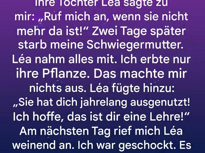 Ich habe nur eine alte Pflanze geerbt – und erst viel später verstanden, was sie mir wirklich hinterlassen hat