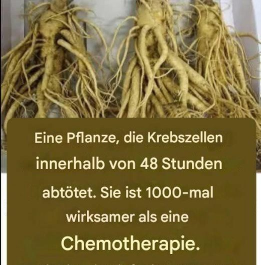 Warum diese unscheinbare Wurzel seit Generationen geschätzt wird – und was wir heute wirklich darüber wissen