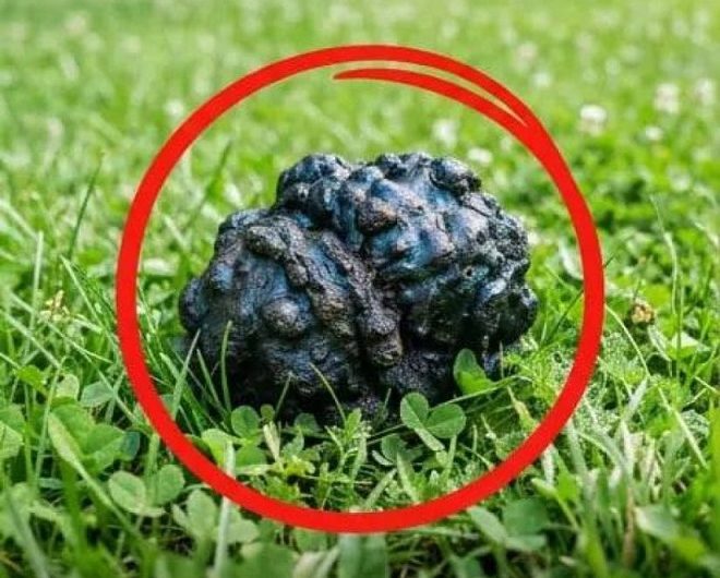 Mein Hund blieb plötzlich im Gras stehen – und was ich dort entdeckte, hat mich gleichzeitig erschreckt und fasziniert
