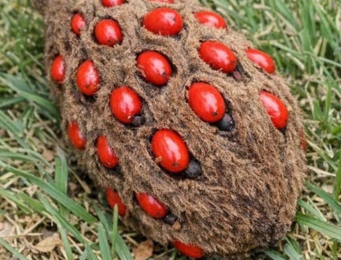 Dieser seltsame Fund unter dem Baum sorgt bei vielen für Verwirrung
