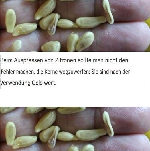 Wer Zitronen auspresst, wirft die Kerne oft weg – dabei lassen sie sich überraschend vielseitig verwenden