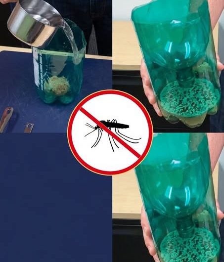 Hausmittel gegen Fliegen, Mücken und Kakerlaken: Was wirklich hilft und welche Tricks man sich sparen kann