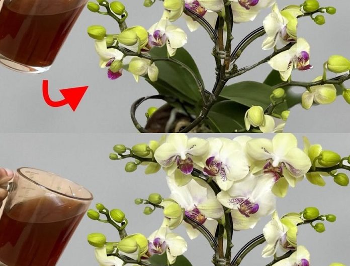 Nie mehr nur mit Wasser? Was Orchideen wirklich für eine schöne Blüte brauchen