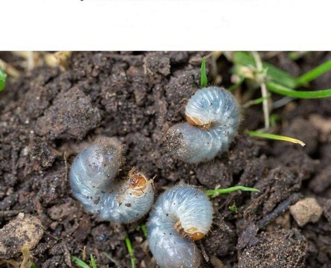 Mein Vater zeigte mir diesen einfachen Gartentrick – seitdem weiß ich, was gegen Engerlinge im Rasen wirklich hilft!
